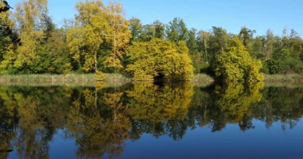 Pond Sainte Perine Forest Compiegne Picardy France — 图库视频影像