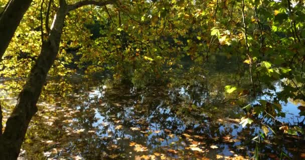 Pond Sainte Perine Forest Compiegne Picardy France — Stock Video