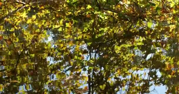 Pond Sainte Perine Forest Compiegne Picardy France — Stockvideo