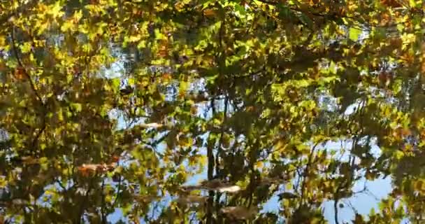 Pond Sainte Perine Forest Compiegne Picardy France — стоковое видео