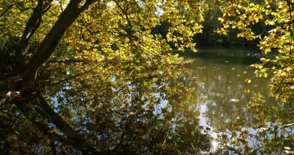 フランス ピカルディのCompiegneの森 サント ペリーヌ池 — ストック動画