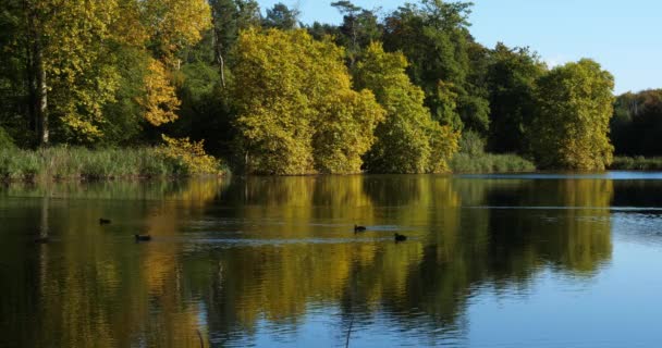 Pond Sainte Perine Forest Compiegne Picardy France — Stock Video