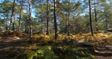 Franchard Boğazı 'nın manzarası. Fontainebleau Ormanı, Seine et Marne Departmanı, Fransa.