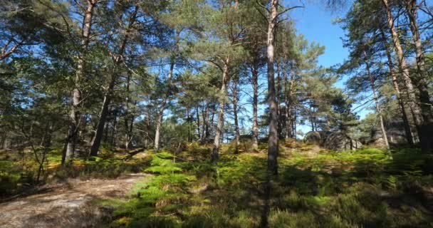 Veduta Delle Gole Franchard Foresta Fontainebleau Dipartimento Della Senna Della — Video Stock