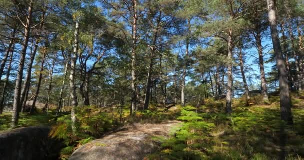 Veduta Delle Gole Franchard Foresta Fontainebleau Dipartimento Della Senna Della — Video Stock