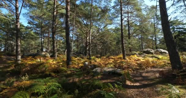 Veduta Delle Gole Franchard Foresta Fontainebleau Dipartimento Della Senna Della — Video Stock