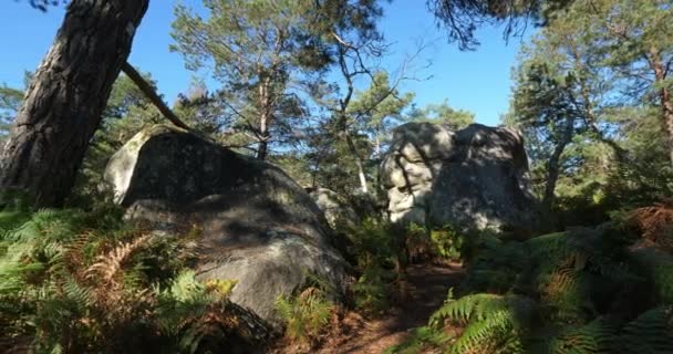 View Gorges Franchard Forest Fontainebleau Seine Marne Department France — Stockvideo