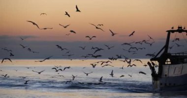 Gün batımında limana dönen balıkçı teknesi, Fransa