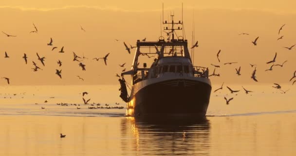 Fishing Boat Coming Back Harbour Sunset France — стокове відео