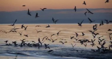 Gün batımında martılar balık tutuyor, Akdeniz, Fransa