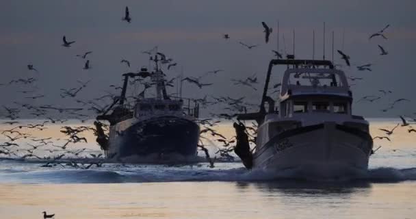 항구로 돌아오는 어선들 프랑스 — 비디오