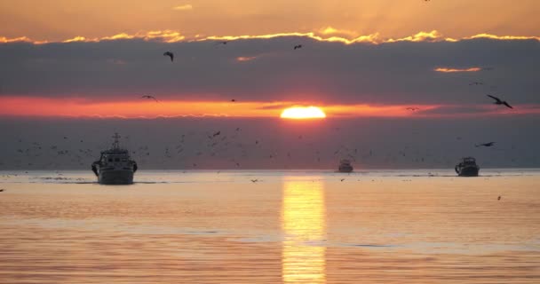 Fiskebåter Som Kommer Tilbake Til Havnen Ved Solnedgang Frankrike – stockvideo