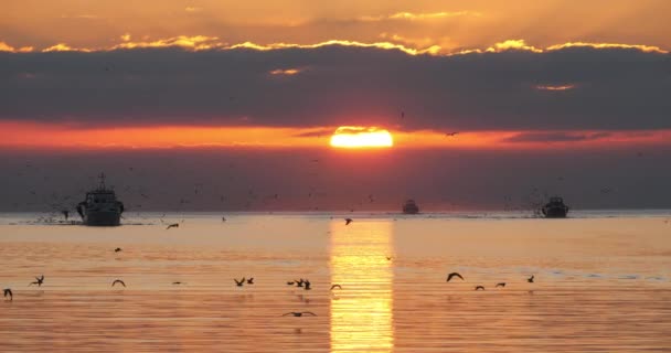 Fishing Boats Coming Back Harbour Sunset France — Stockvideo