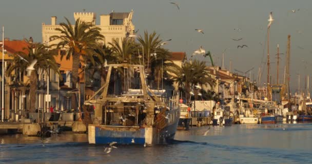Grau Roi Gard Francia Barcos Pesqueros Que Regresan Puerto — Vídeo de stock