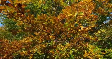 Kayın yaprağı, Compiegne ormanı, Picardy, Fransa