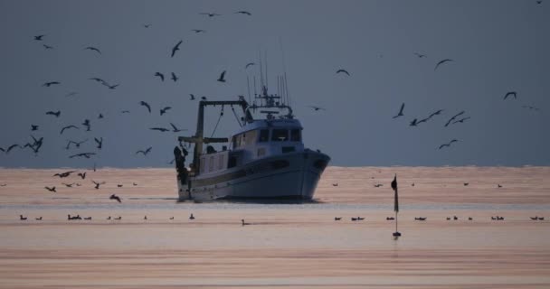 Fishing Boats Coming Back Harbour Sunset France — Stockvideo