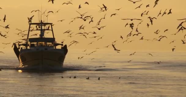 Fishing Boat Coming Back Harbour Sunset France — Vídeo de Stock