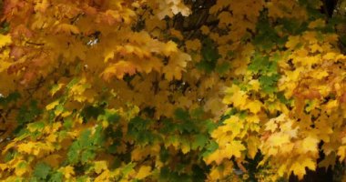 Platanus yeşilliği, Sonbahar mevsimi, Fransa