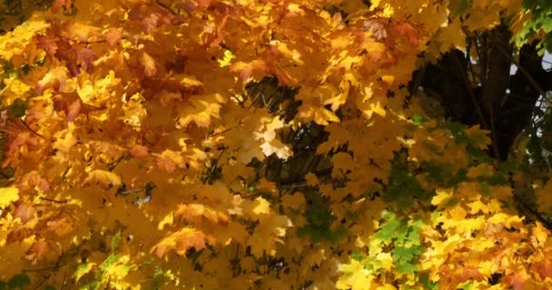 Follaje Platanus Temporada Otoño Francia — Vídeos de Stock