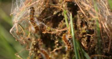 Çam İşletmeleri Çadırı, Fransa