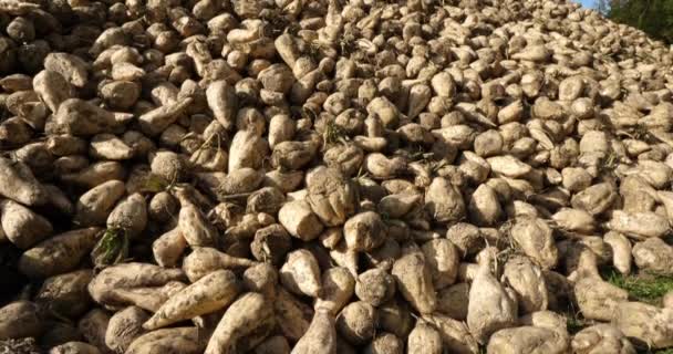 Piles Harvested Sugar Beets France — Stock Video