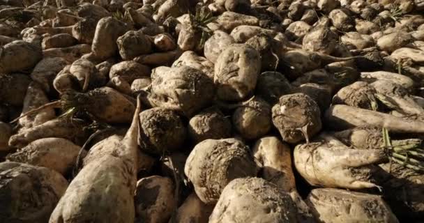 Piles Harvested Sugar Beets France — Stock Video