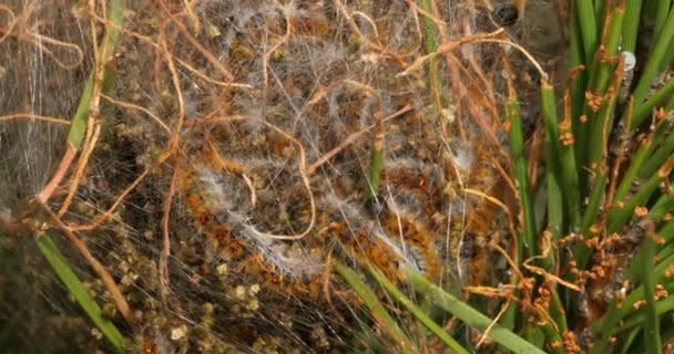 Carpa Pino Procesionaria Francia — Vídeos de Stock