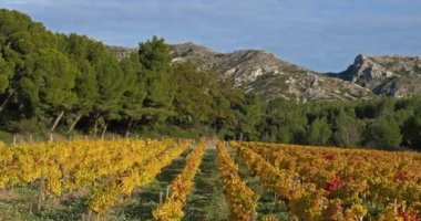 Üzüm bağlarına bakan Alpiller Dağları, Saint Remy de Provence, Fransa