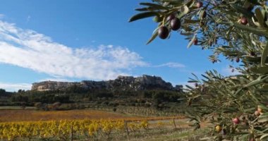 Üzüm bağları ve zeytin ağaçları, Les Baux de Provence, Fransa