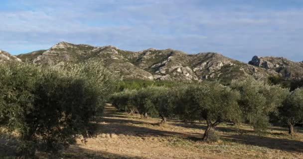 Oliveti Maussane Les Alpilles Provenza Francia — Video Stock