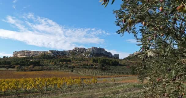 Üzüm Bağları Zeytin Ağaçları Les Baux Provence Fransa — Stok video