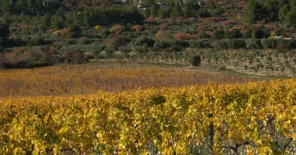 Üzüm Bağları Les Baux Provence Fransa — Stok video