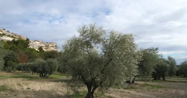 Olivové Háje Les Baux Provence Francie — Stock video