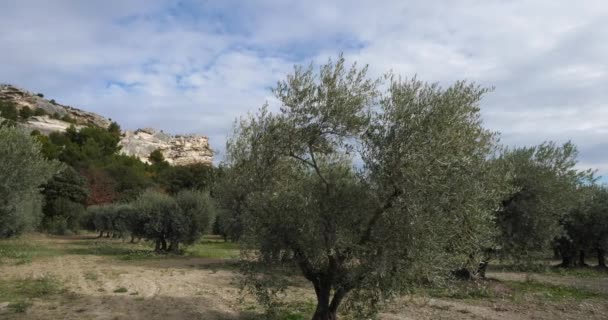 Olivové Háje Les Baux Provence Francie — Stock video