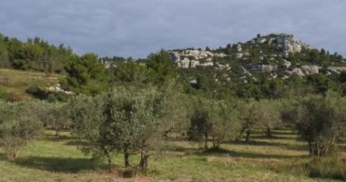 Zeytinlikler, Les Baux de Provence, Fransa
