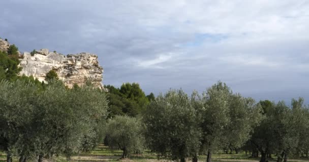 Biji Zaitun Les Baux Provence Perancis — Stok Video