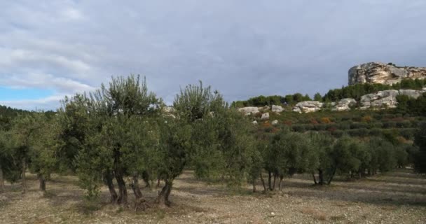 Oliver Les Baux Provence Frankrike — Stockvideo