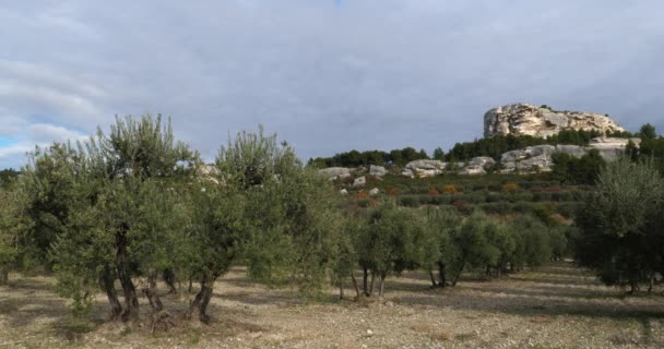 Olijfboomgaarden Les Baux Provence Frankrijk — Stockvideo