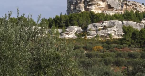 Olivové Háje Les Baux Provence Francie — Stock video