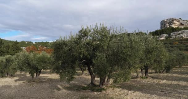 Olive Groves Les Baux Provence France — 비디오