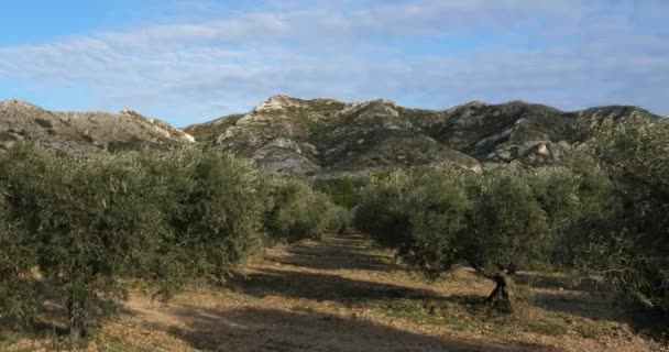 Olivové Háje Maussane Les Alpilles Provence Francie — Stock video