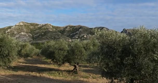 Oliveraies Maussane Les Alpilles Provence France — Video
