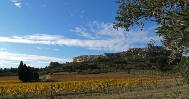 Winnice Gaje Oliwne Les Baux Provence Francja — Wideo stockowe