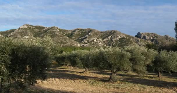 Olivové Háje Maussane Les Alpilles Provence Francie — Stock video