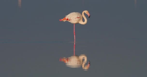 Greater Flamingos Phoenicopterus Roseus Saintes Maries Mer Camargue Francia — Vídeos de Stock