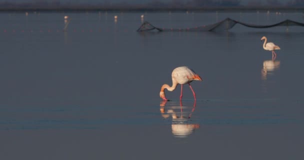 Greater Flamingos Phoenicopterus Roseus Saintes Maries Mer Camargue France — 图库视频影像