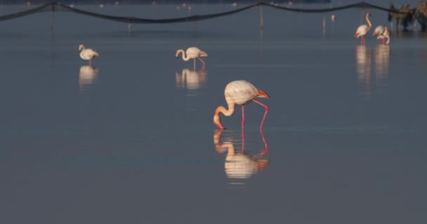Greater Flamingos Phoenicopterus Roseus Saintes Maries Mer Camargue Franciaország — Stock videók