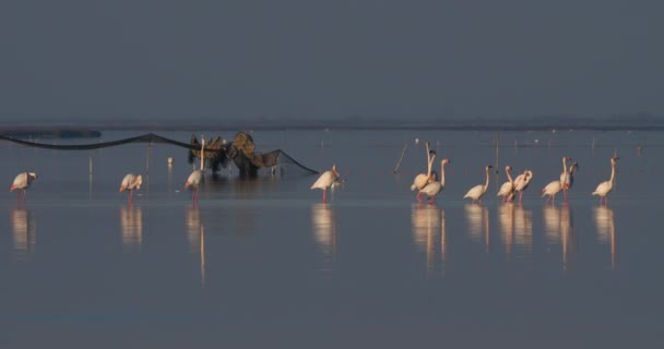 Greater Flamingos Phoenicopterus Roseus Camargue França — Vídeo de Stock