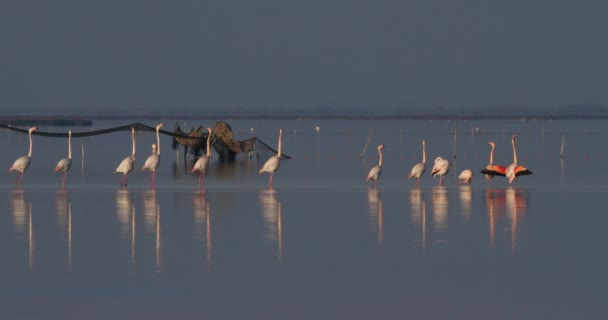 Φλαμίνγκο Φοινικόπτερο Roseus Camargue Γαλλία — Αρχείο Βίντεο