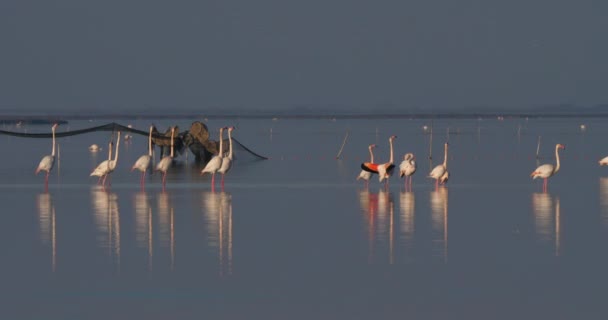 Grotere Flamingo Phoenicopterus Roseus Camargue Frankrijk — Stockvideo